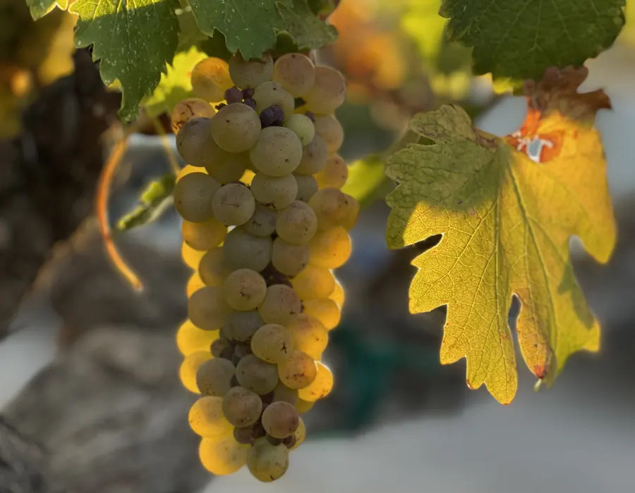 Italian Wine Grapes