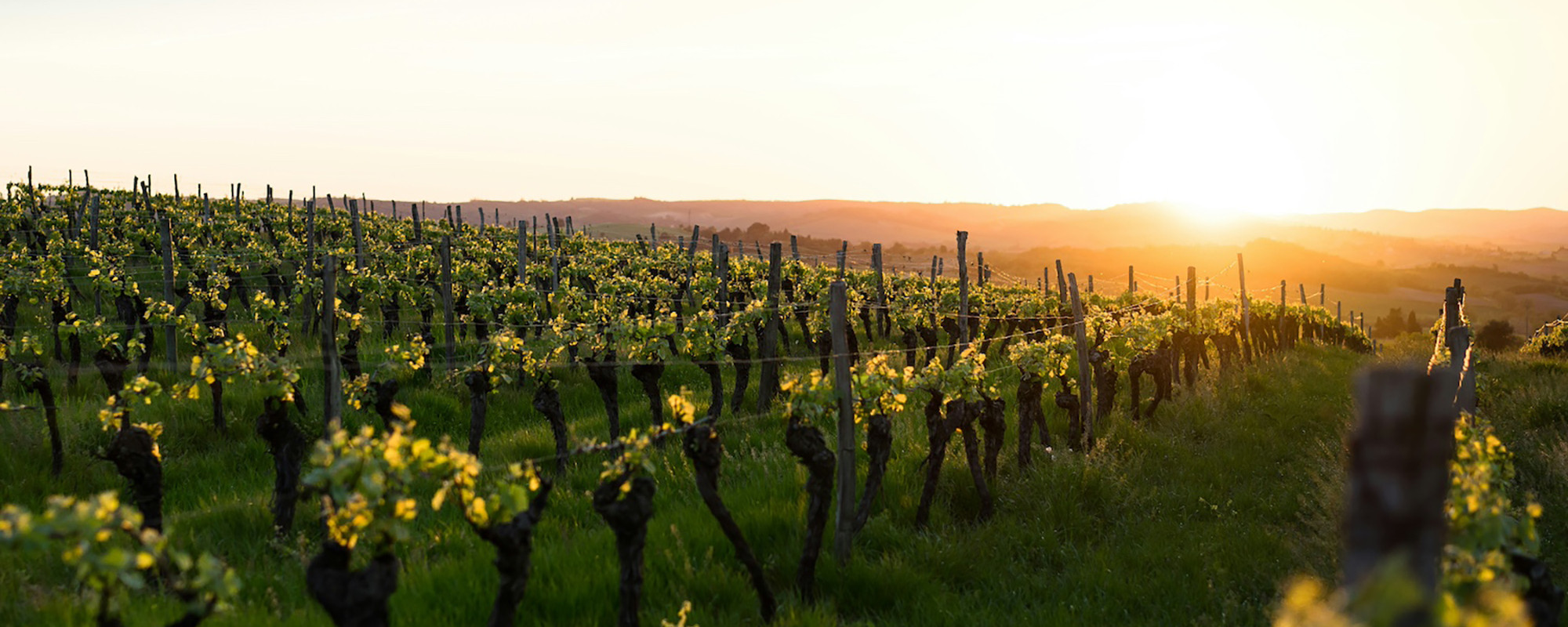 Baja vineyards