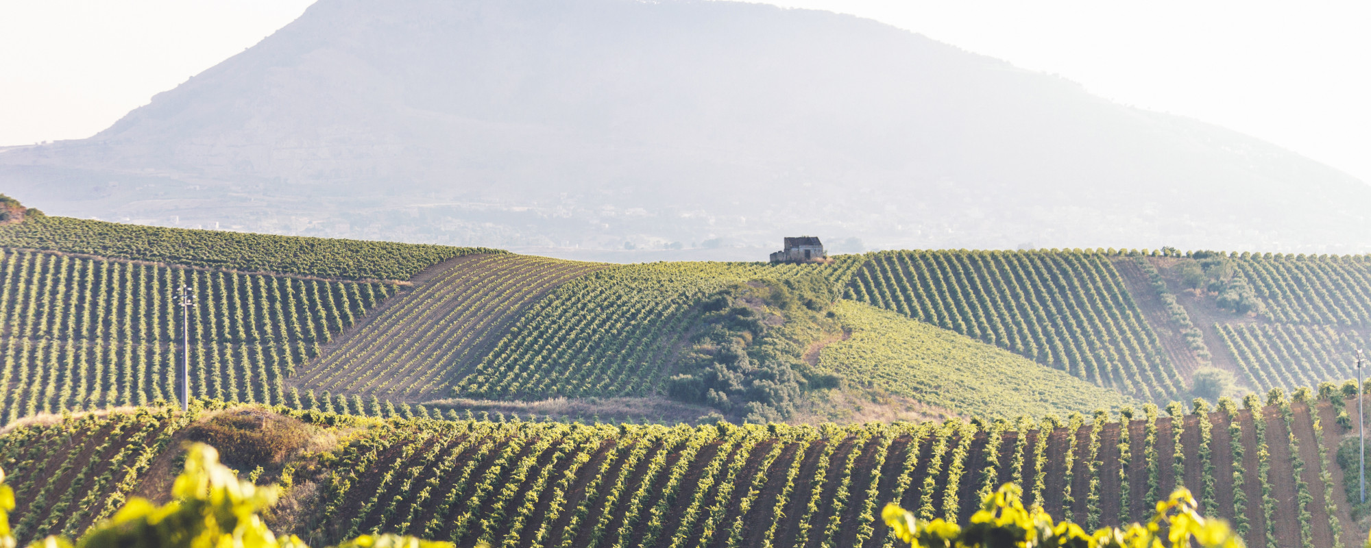 Pelletiere Estate Travel Club