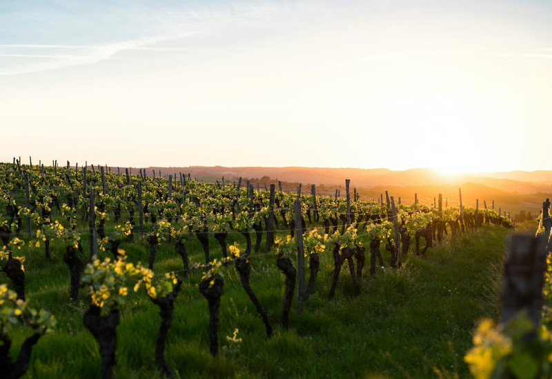 Wine Immersion - Valle de Guadalupe, Mex