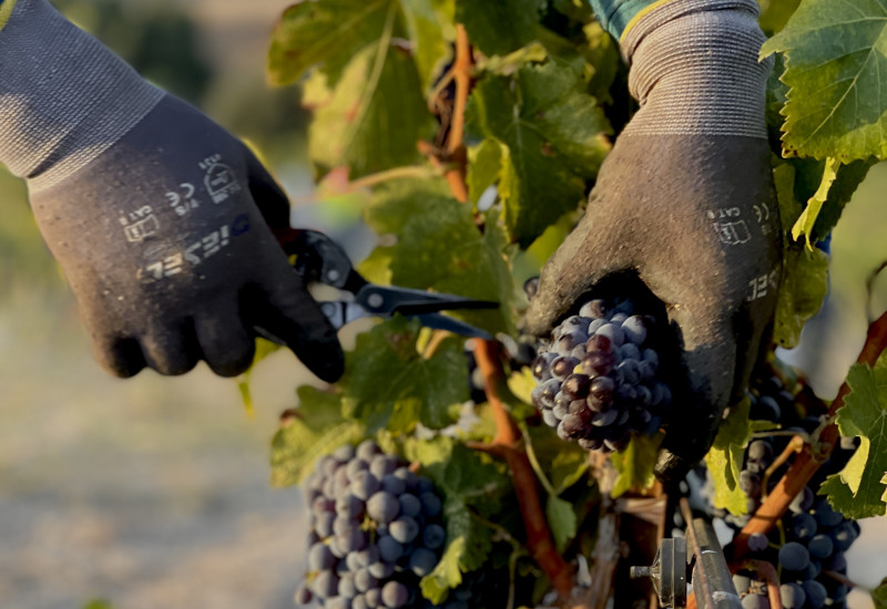 Hands-On Harvest Experience 